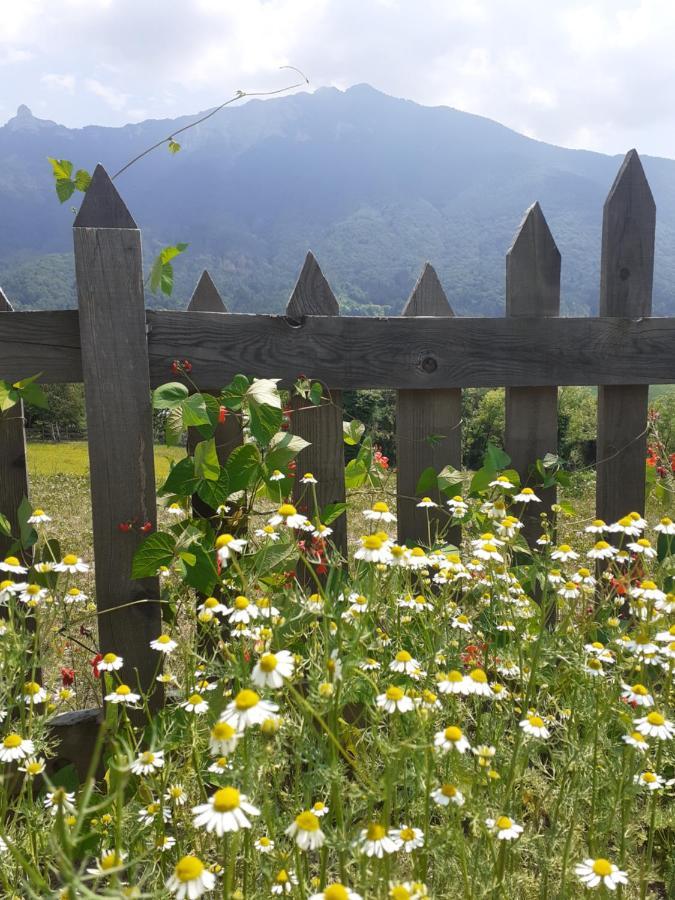 Coste Del Gaggio - Country House B&B - Garda Trentino Дрена Экстерьер фото