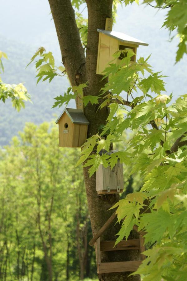Coste Del Gaggio - Country House B&B - Garda Trentino Дрена Экстерьер фото